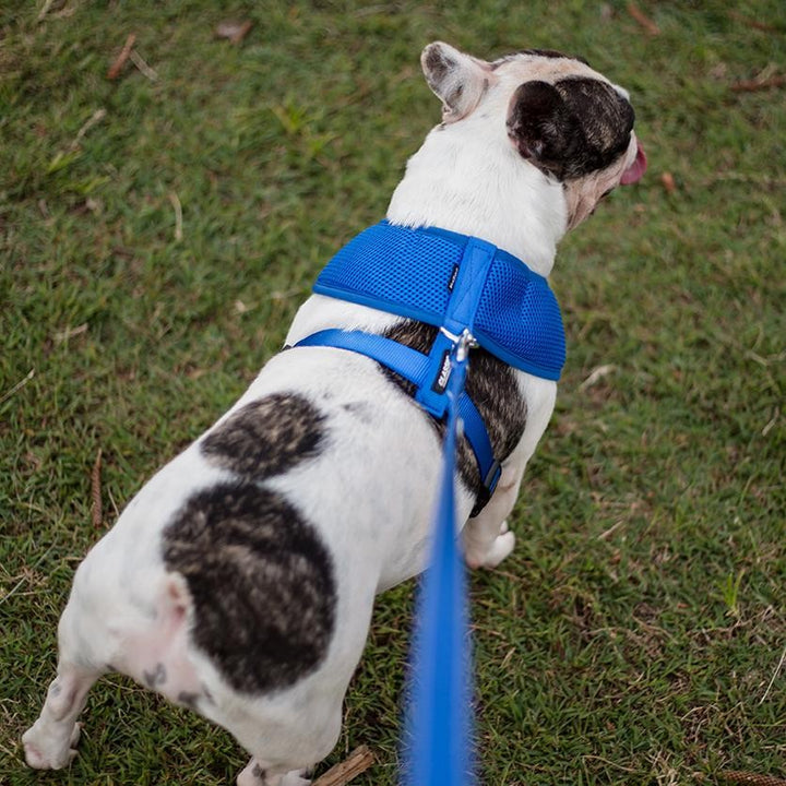Kazoo Dog Leash Classic Blue 1200mm [:15mm]