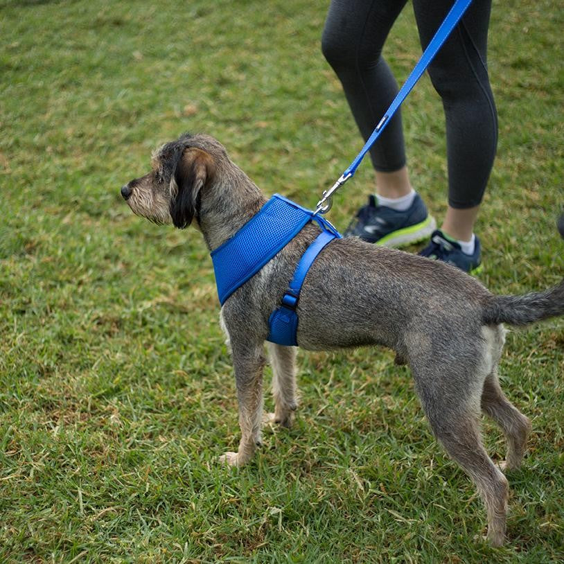 Kazoo Dog Leash Classic Blue 1200mm [:15mm]