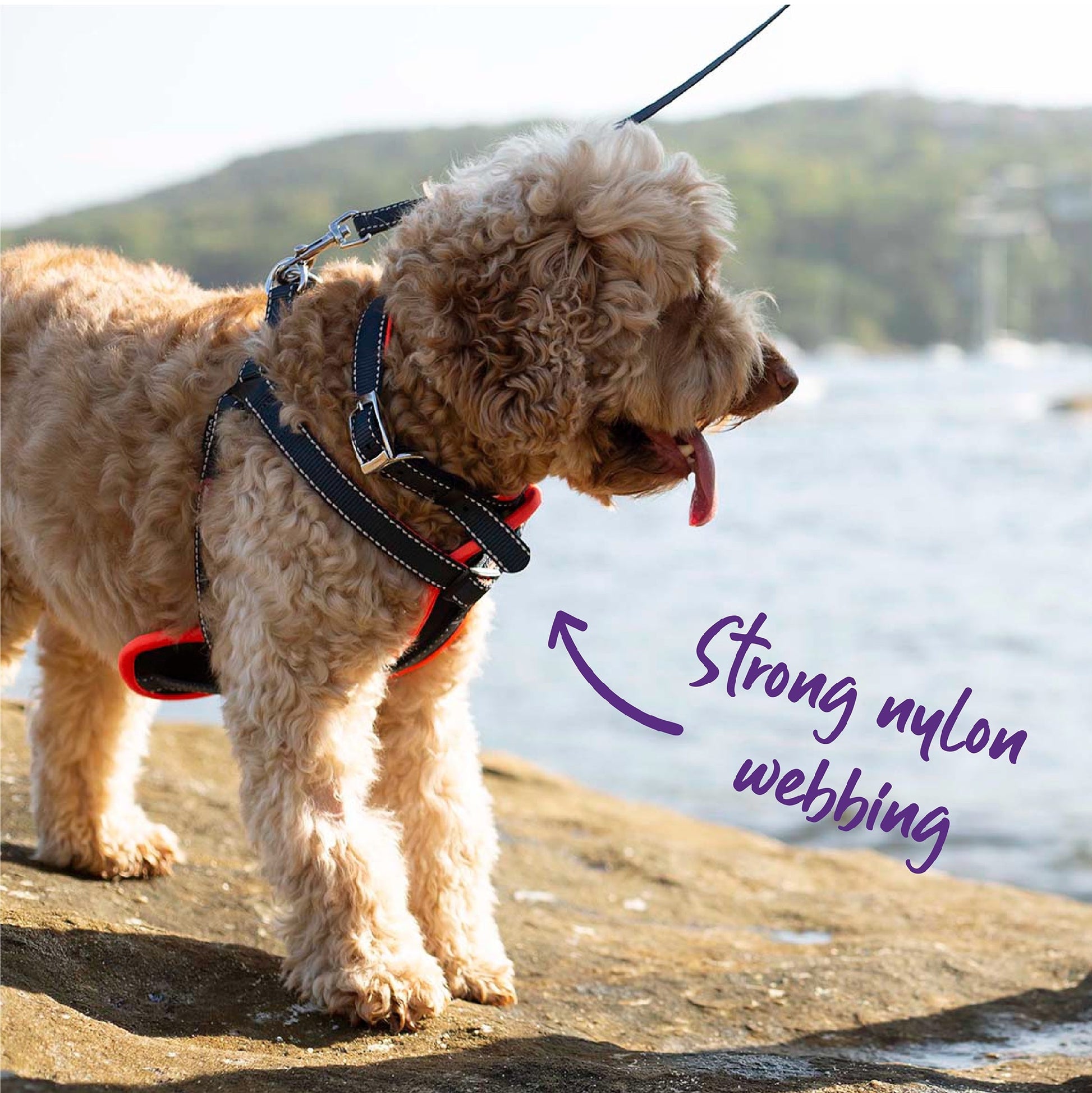 Kazoo Dog Collar Active Slate & Orange [:extra Large]