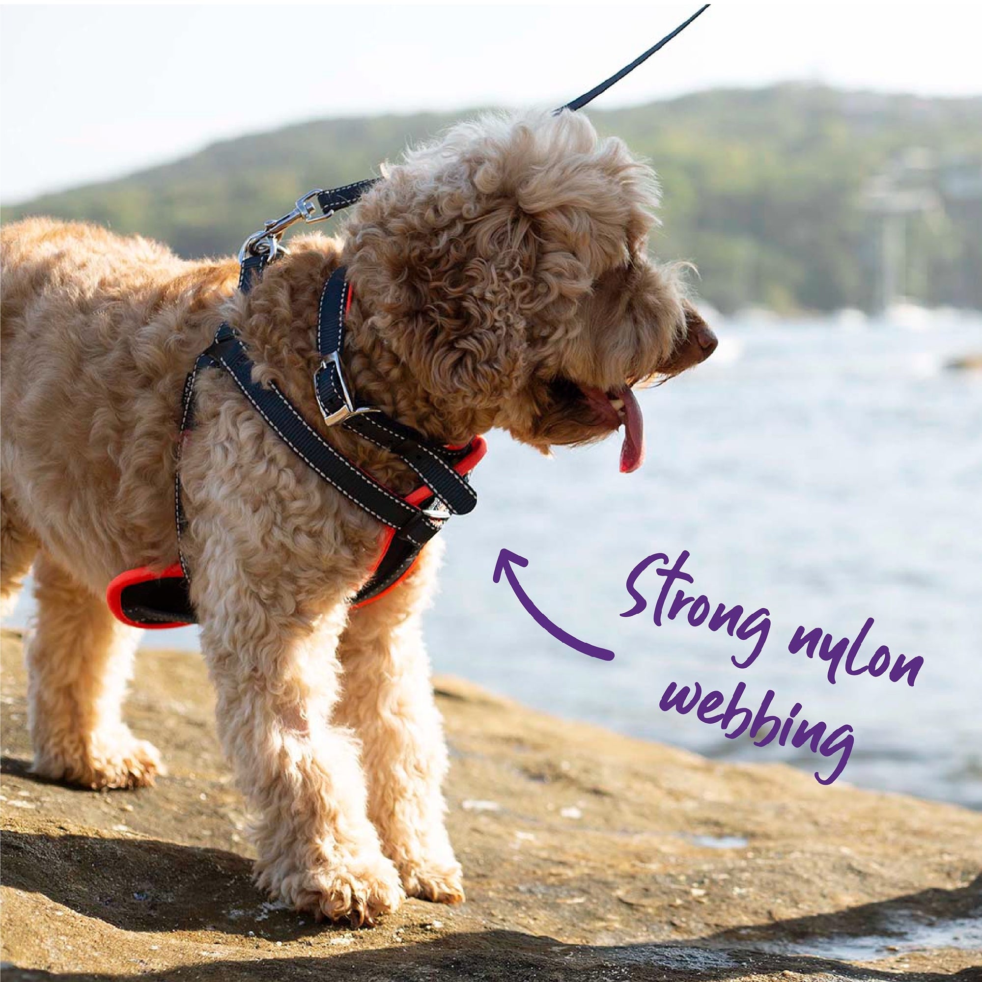 Kazoo Dog Collar Active Slate & Orange [:extra Large]