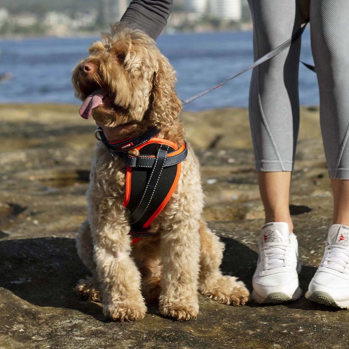 Kazoo Dog Collar Active Slate & Orange [:extra Large]