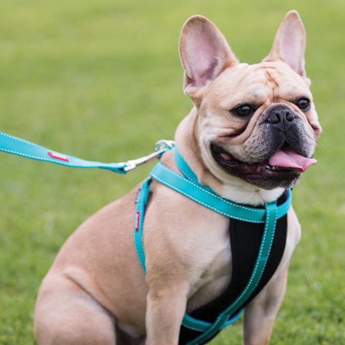 Kazoo Harness Active Aqua & Purple [:large/extra Large]