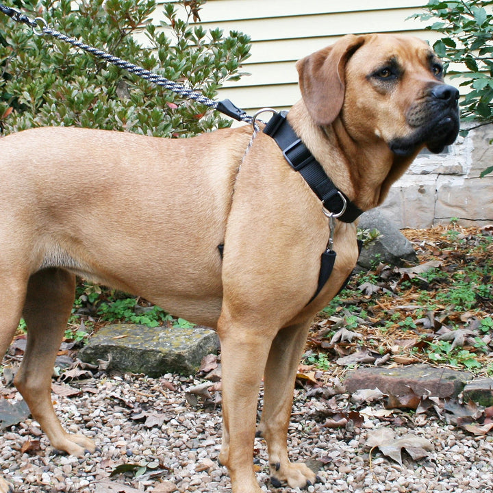 Head Collar Sporn Big Dog Halter Black [:extra Large]