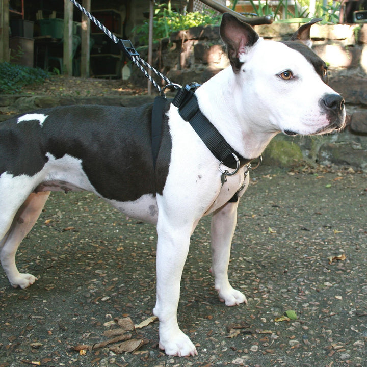Head Collar Sporn Big Dog Halter Black [:extra Large]