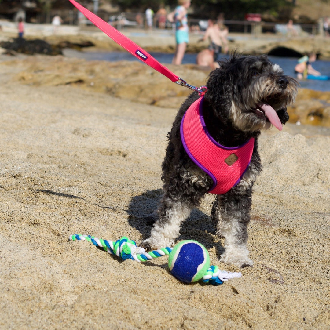 Kazoo Dog Toy Twisted Rope Sling Tennis Ball [:medium]