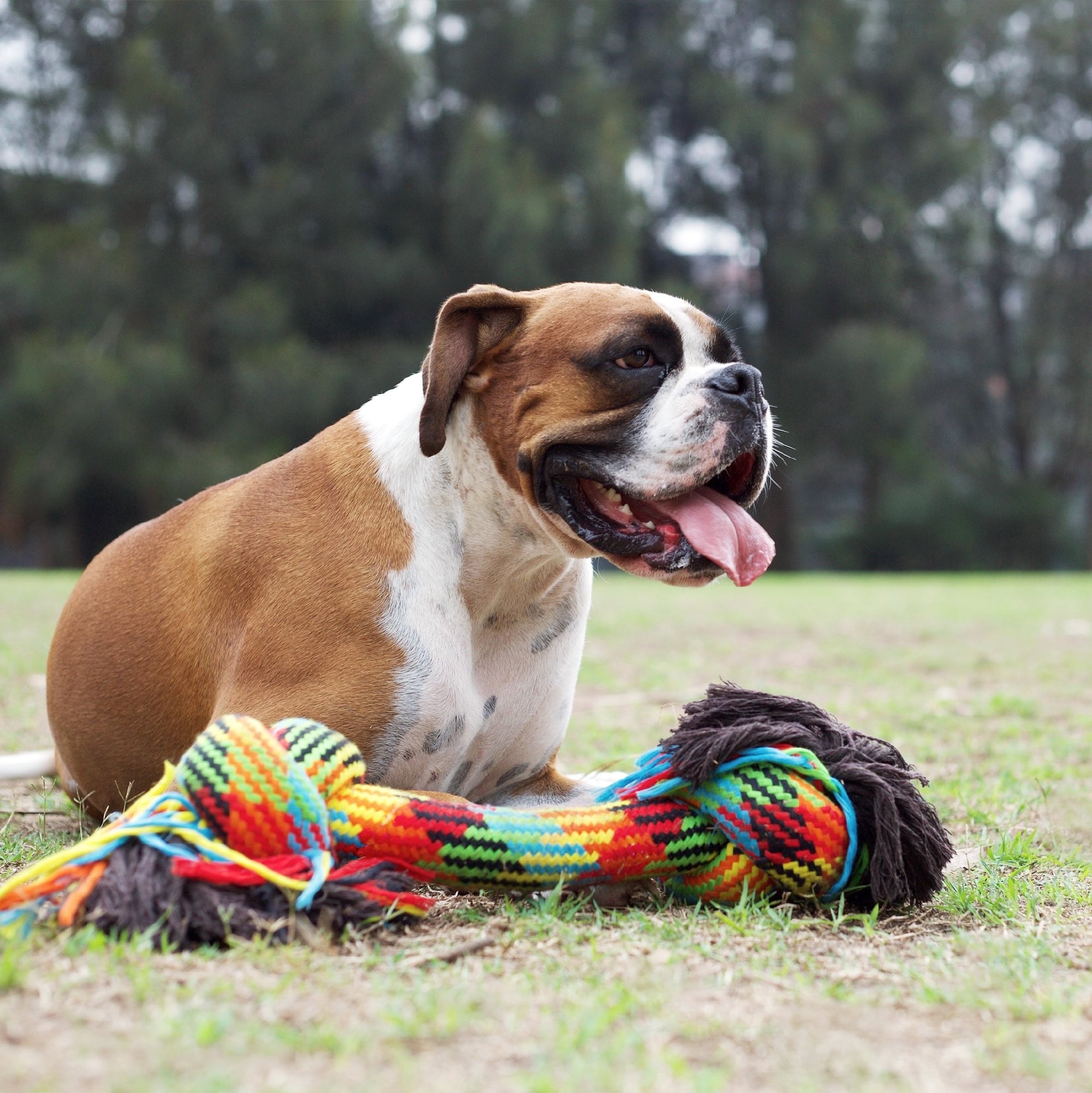 Kazoo Dog Toy Braided Rope Knot Bone [:small]