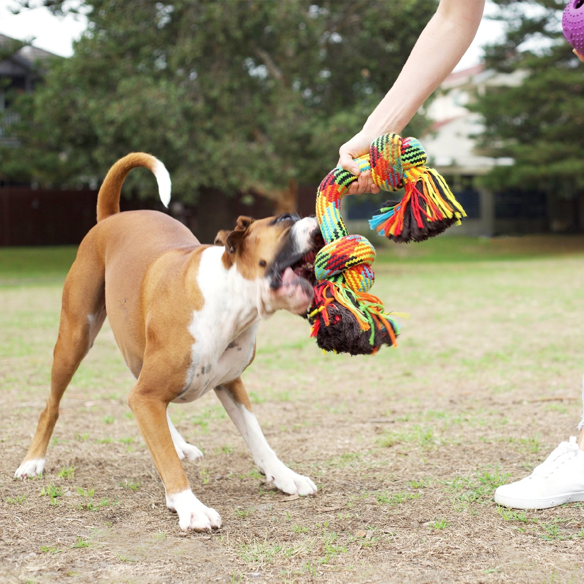 Kazoo Dog Toy Braided Rope Knot Bone [:small]