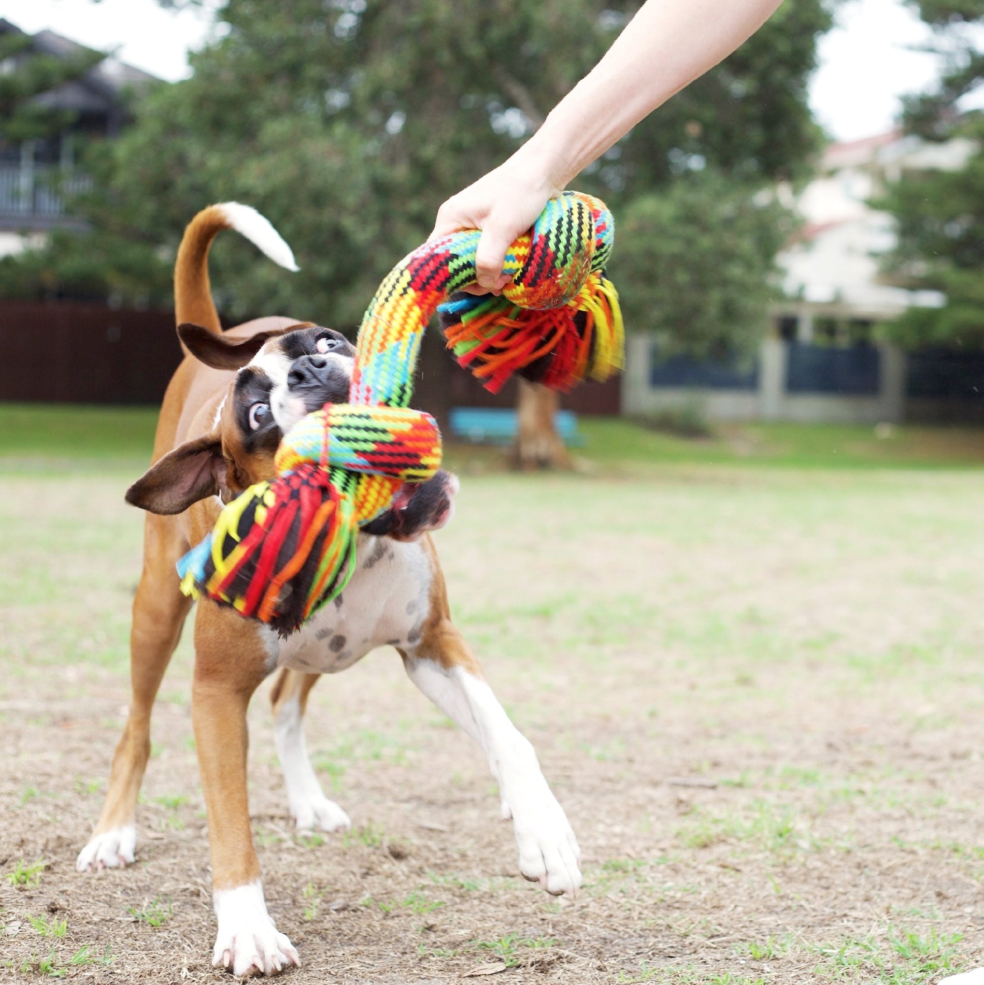 Kazoo Dog Toy Braided Rope Knot Bone [:small]