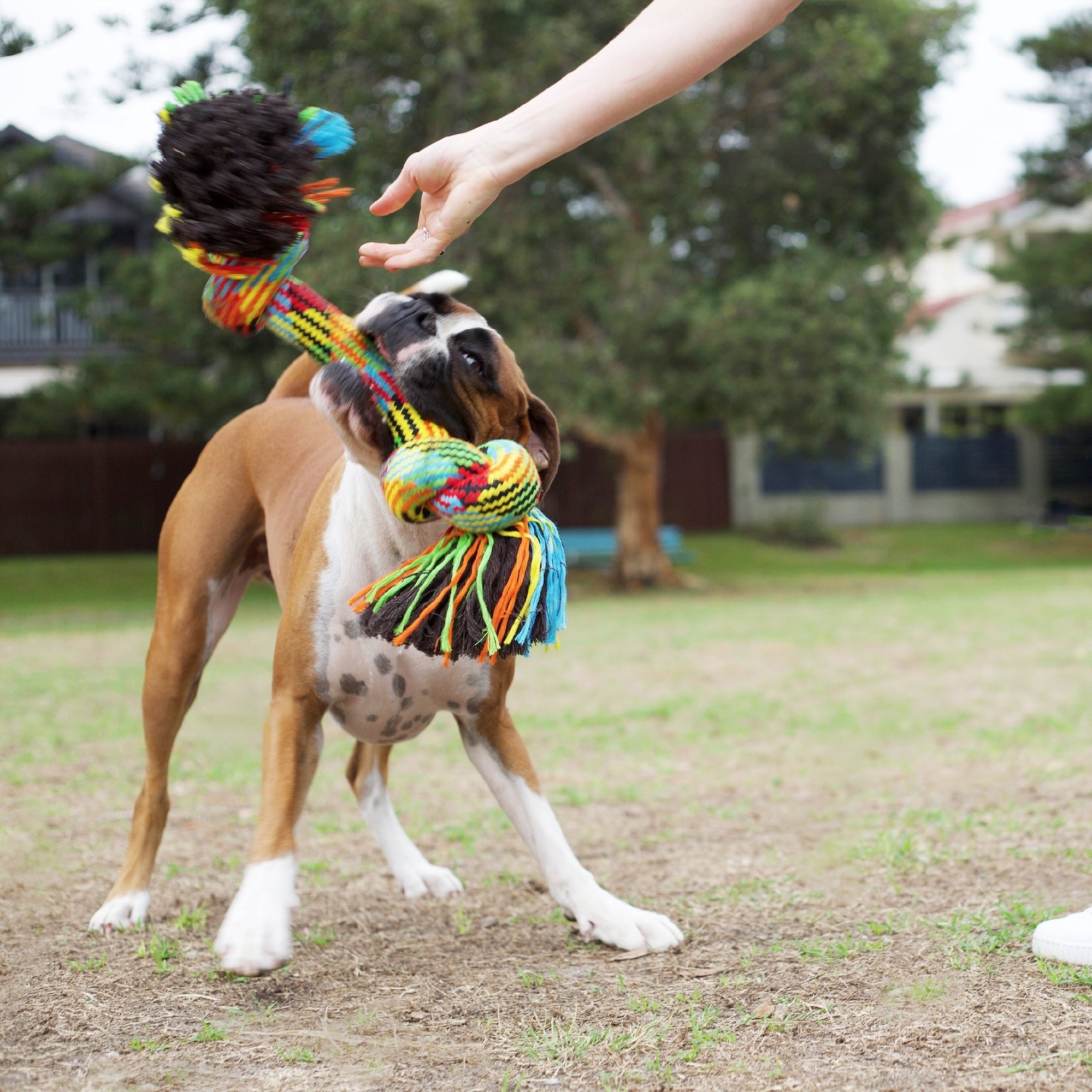 Kazoo Dog Toy Braided Rope Knot Bone [:small]