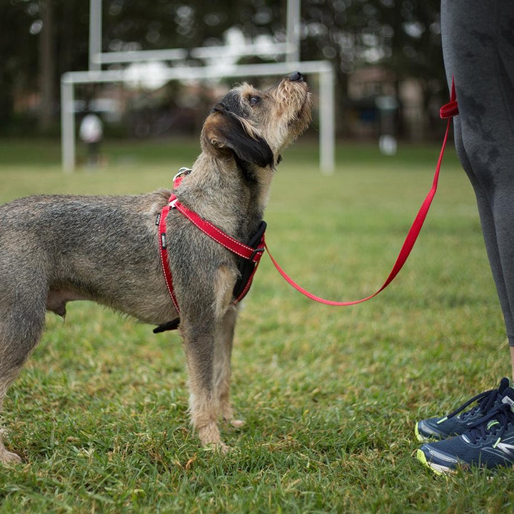 Kazoo Dog Leash Classic Red 1800mm [:15mm]