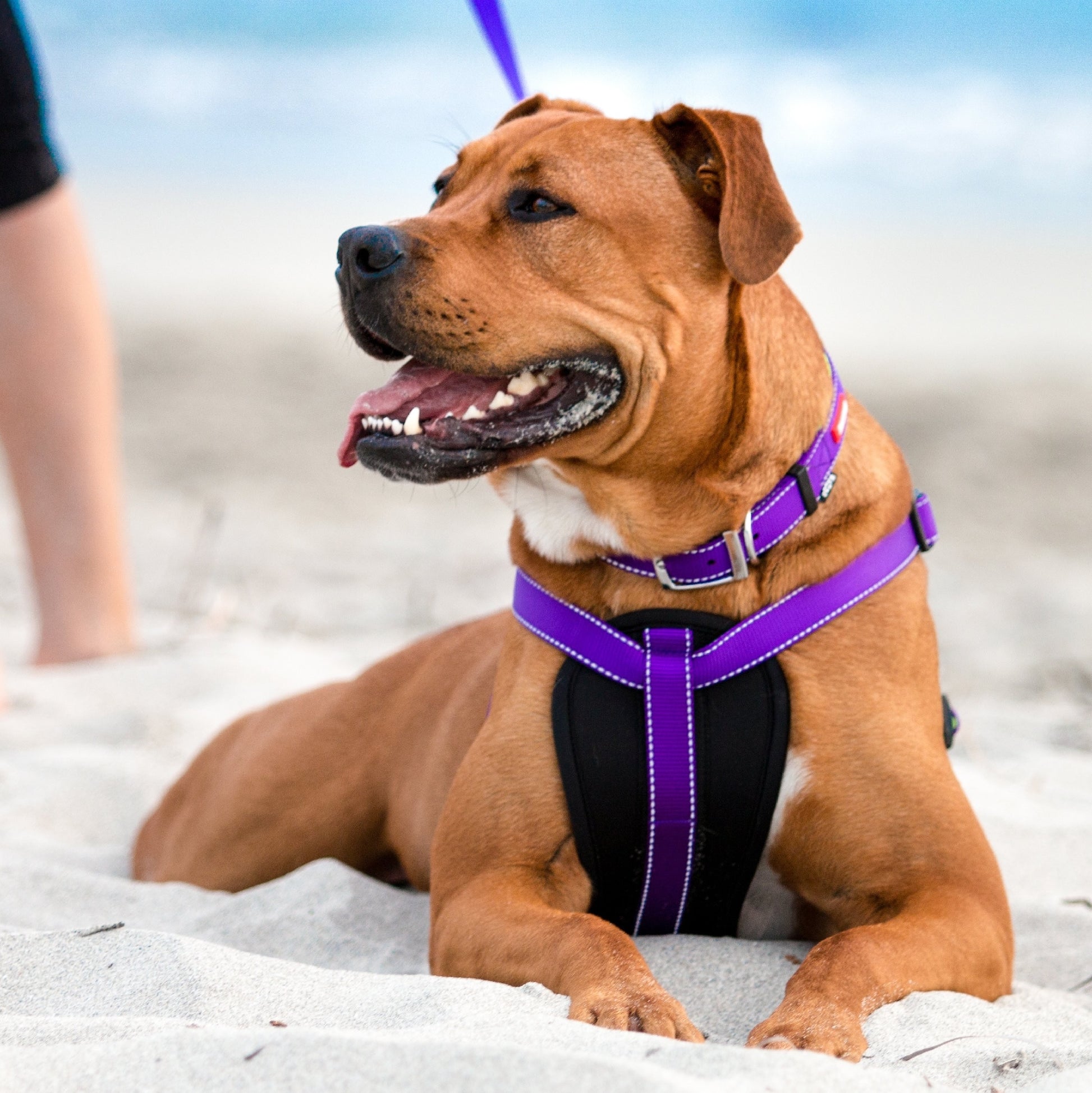 Kazoo Dog Leash Active Purple & Lime 1800mm [:15mm]