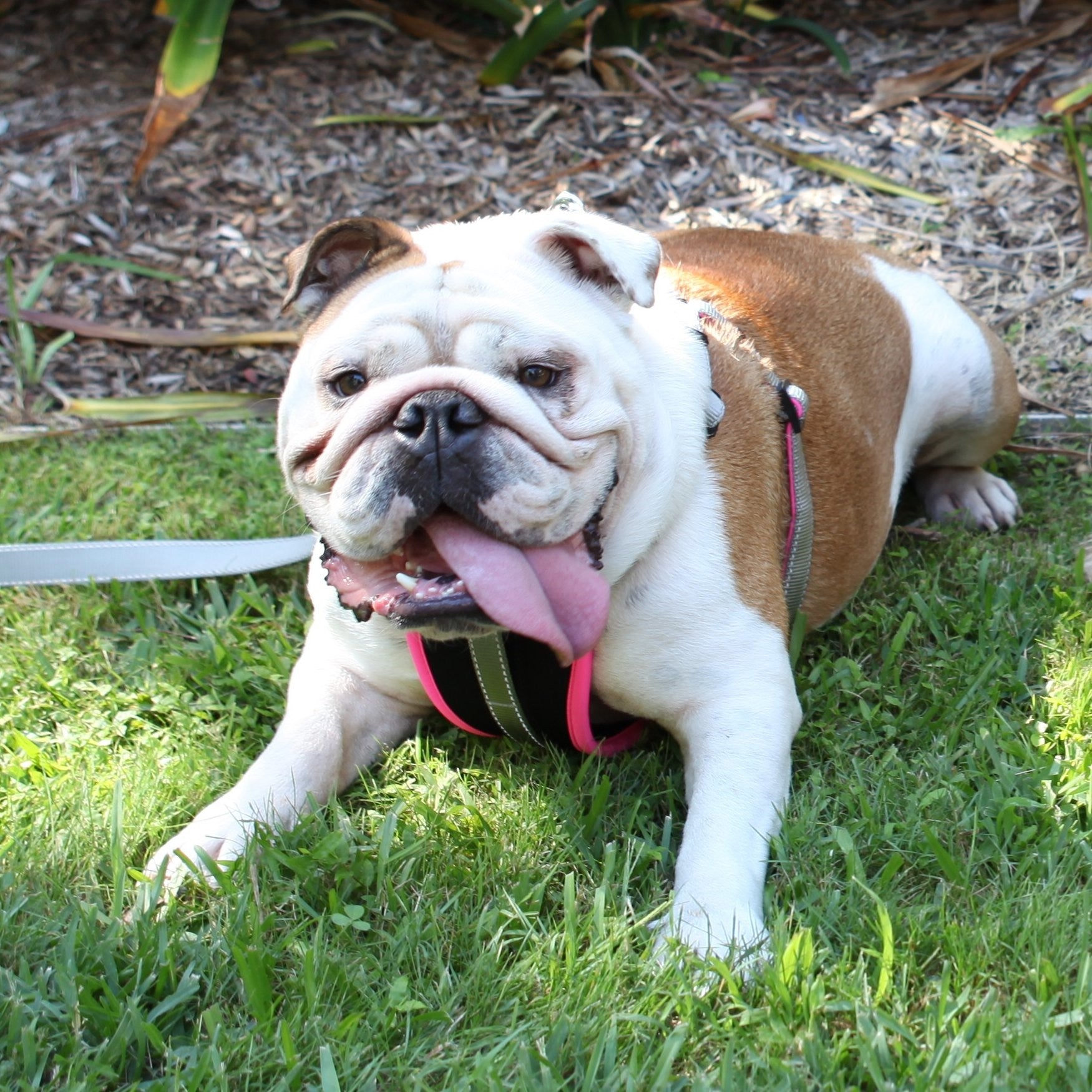 Kazoo Dog Leash Active Silver & Pink 1200mm [:15mm]