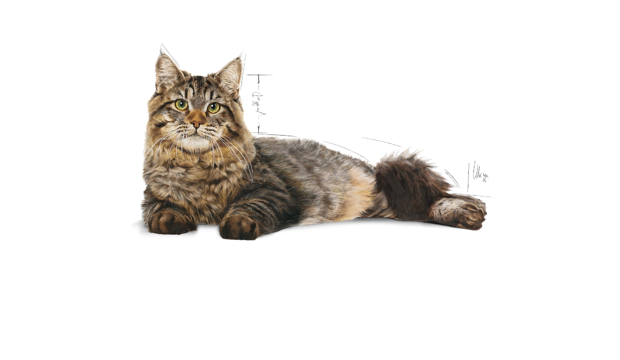 Royal Canin Cat Urinary Care 4kg 