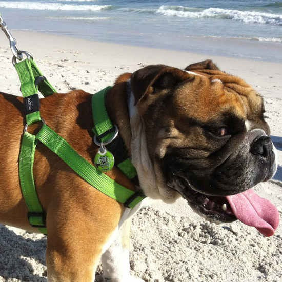 Rogz Harness Utility Lime [:extra Large]