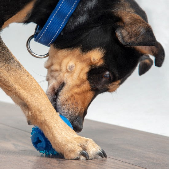 Rogz Dog Toy Fred Treat Ball Red