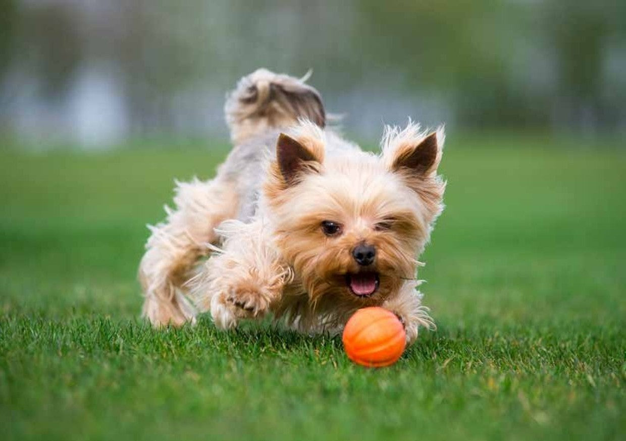 Sassbai Toy Liker Ball [:9cm]