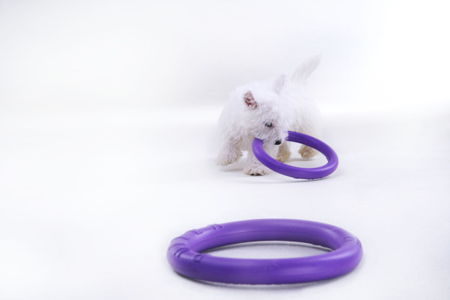 Sassbai Toy Puller [:standard]