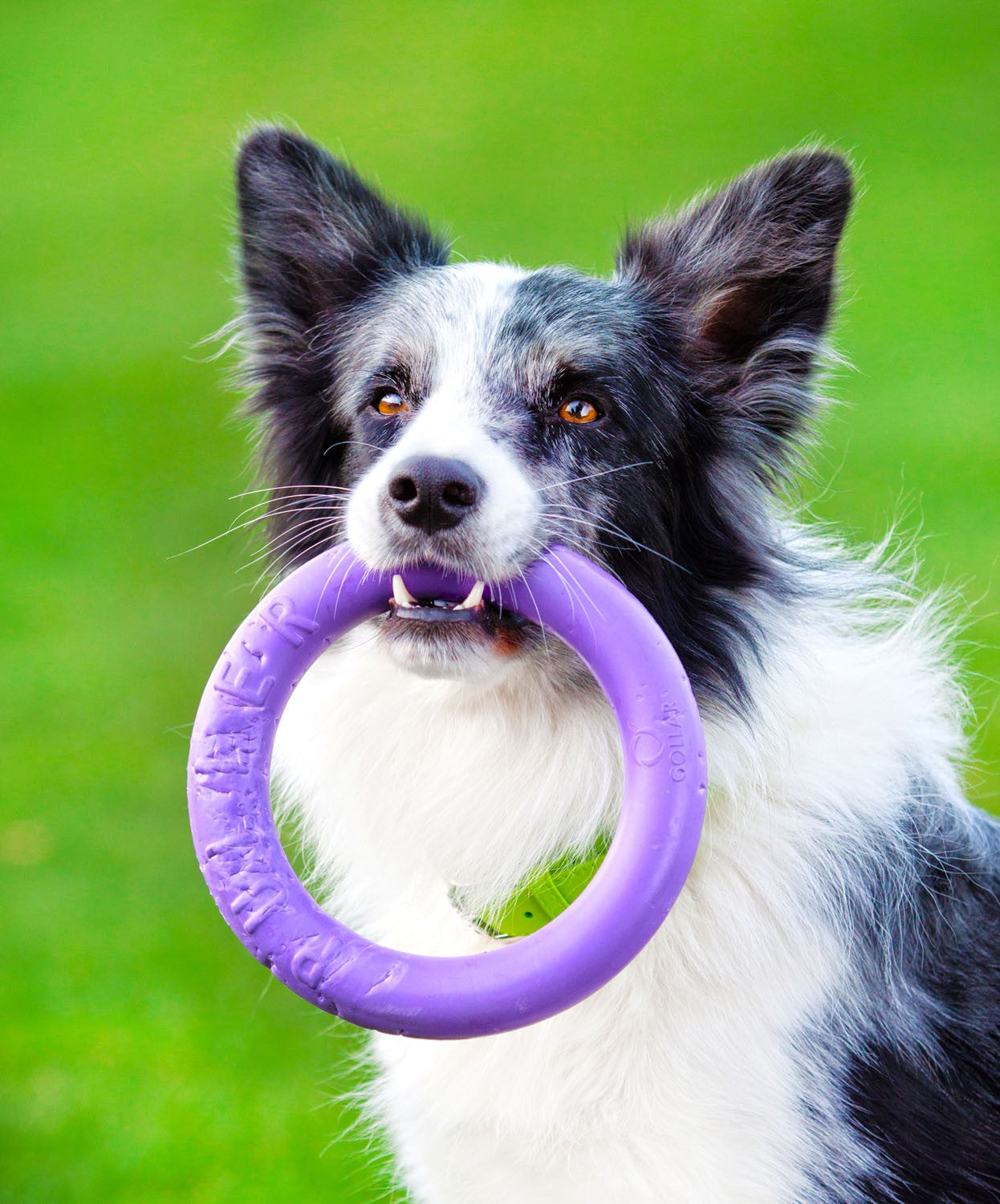 Sassbai Toy Puller [:mini]