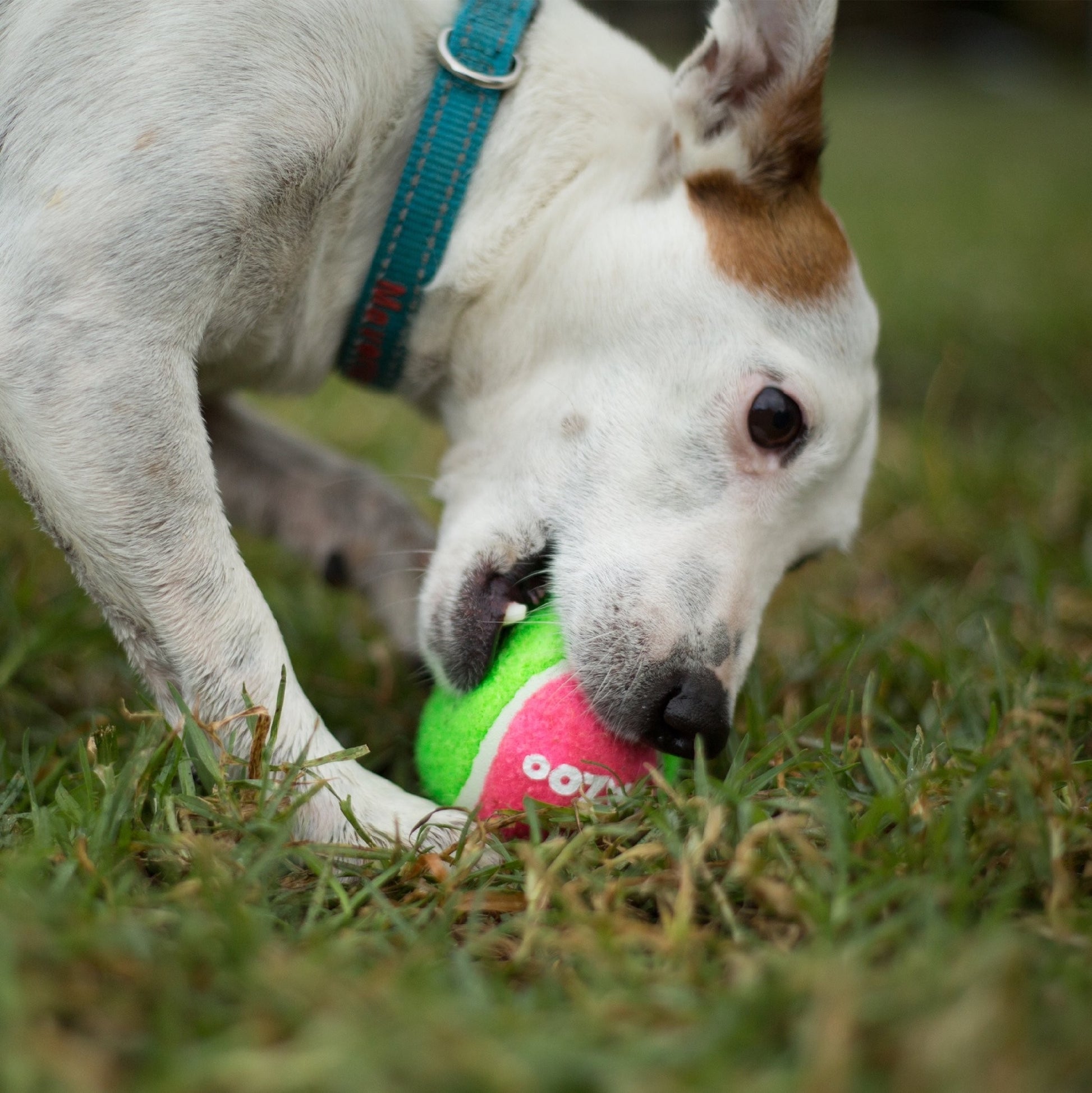 Kazoo Dog Toy Tennis Ball [:large]