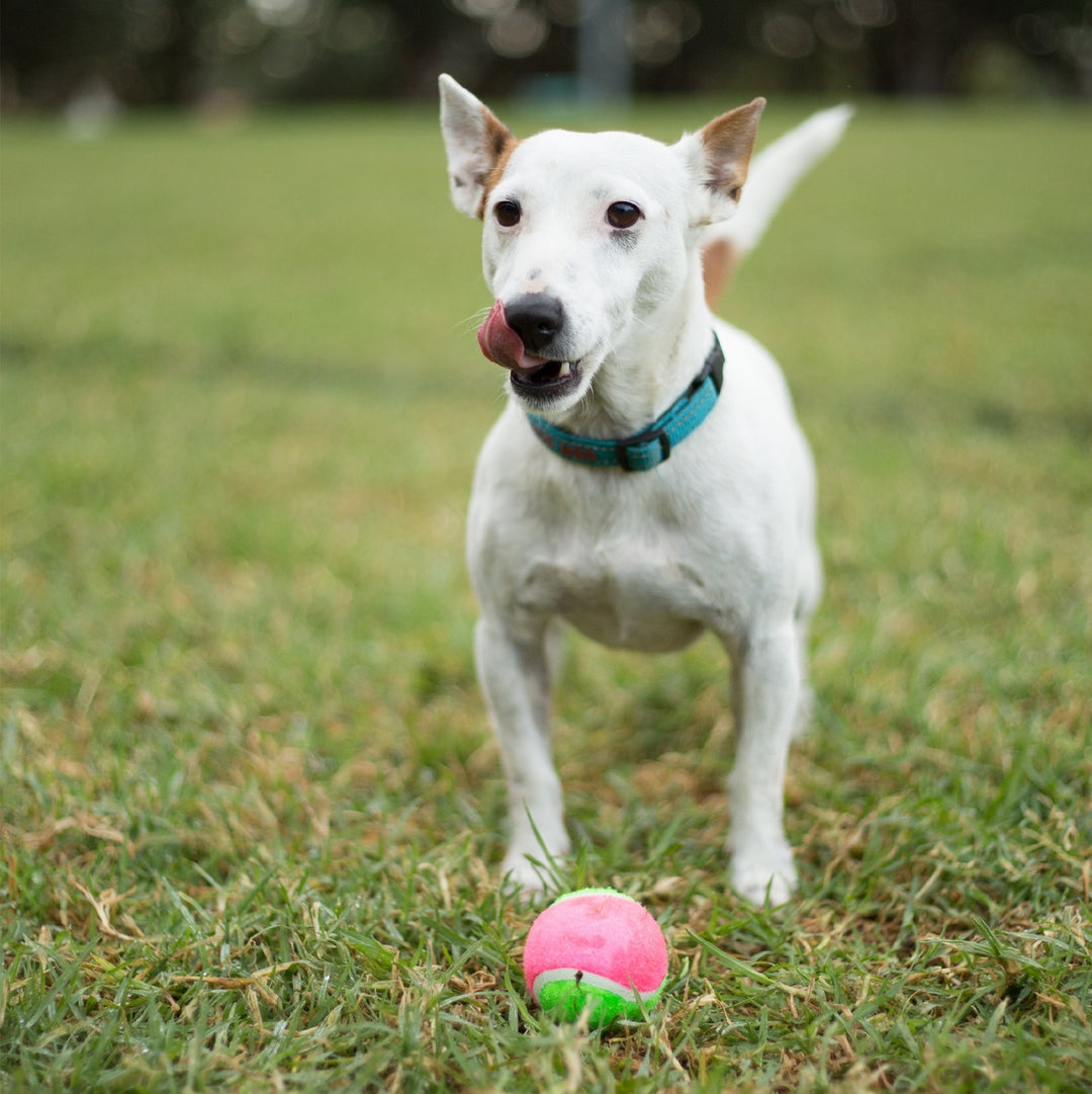 Kazoo Dog Toy Tennis Ball [:large]