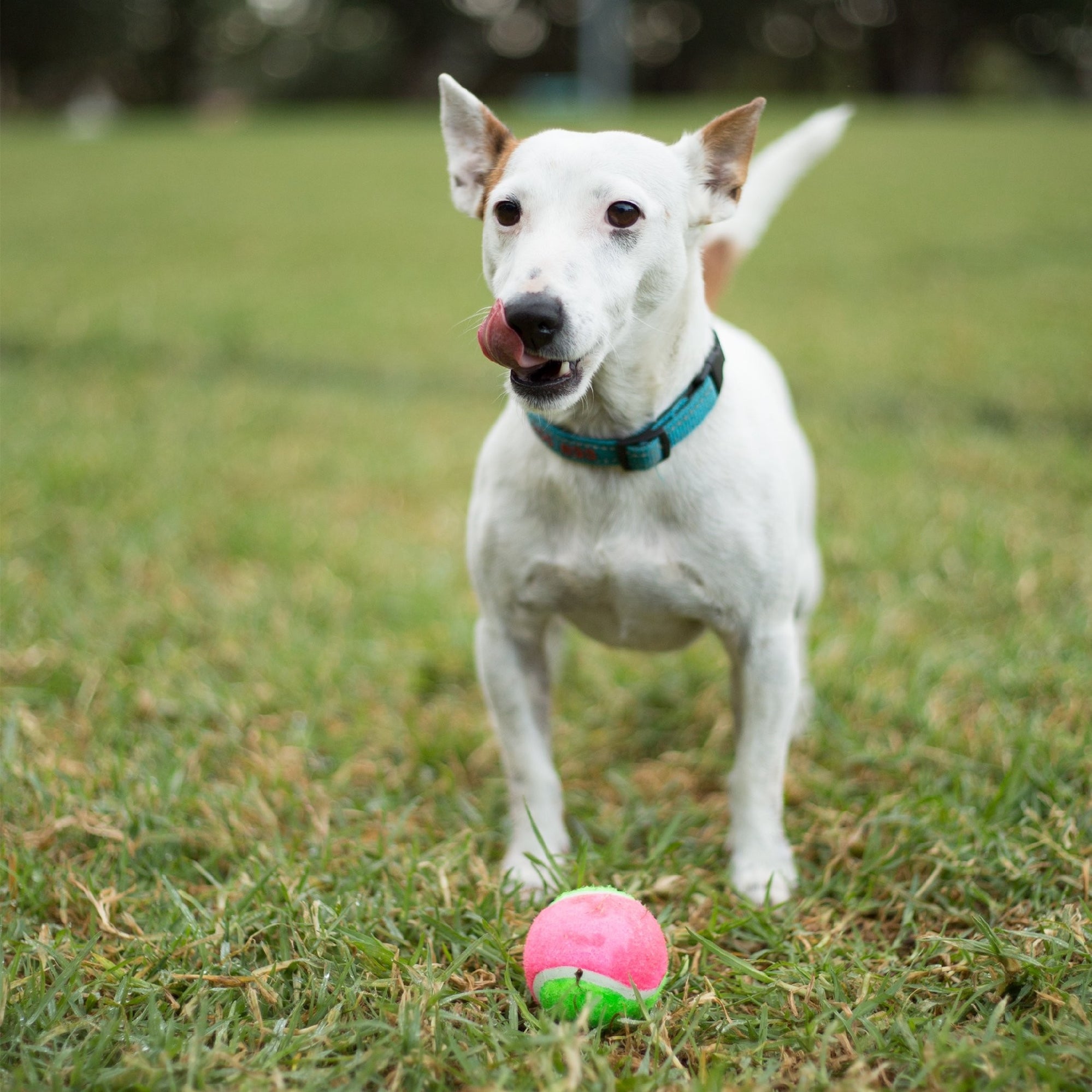 Kazoo Dog Toy Tennis Ball [:large]