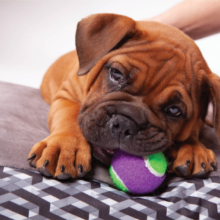 Kazoo Dog Toy Tennis Ball [:large]