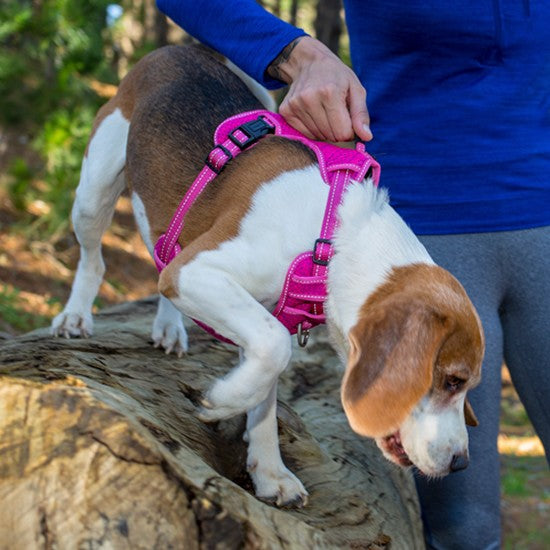 Rogz Harness Explore Blue [:extra Large]
