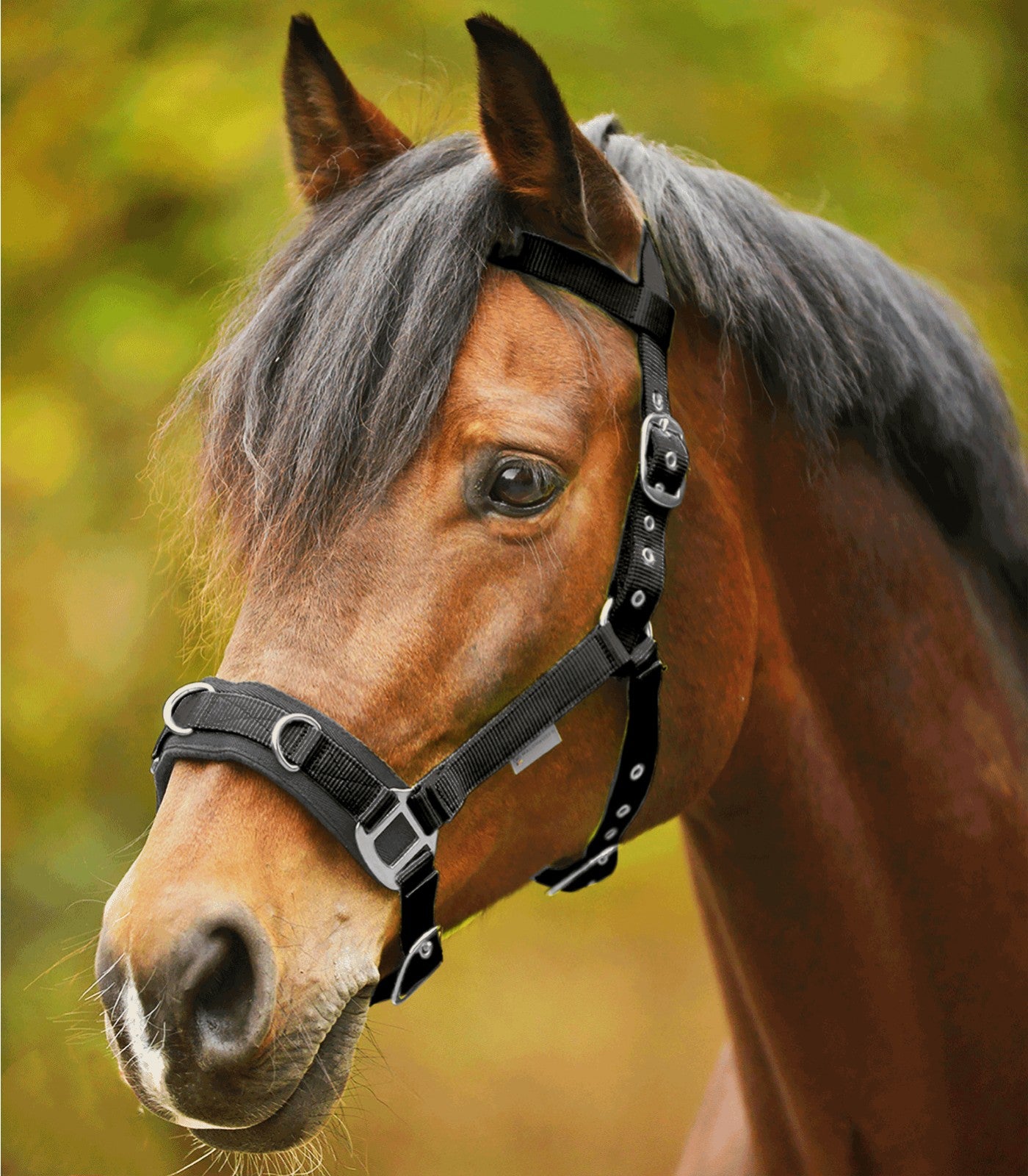 Lunge Cavesson Light Waldhausen Black Full