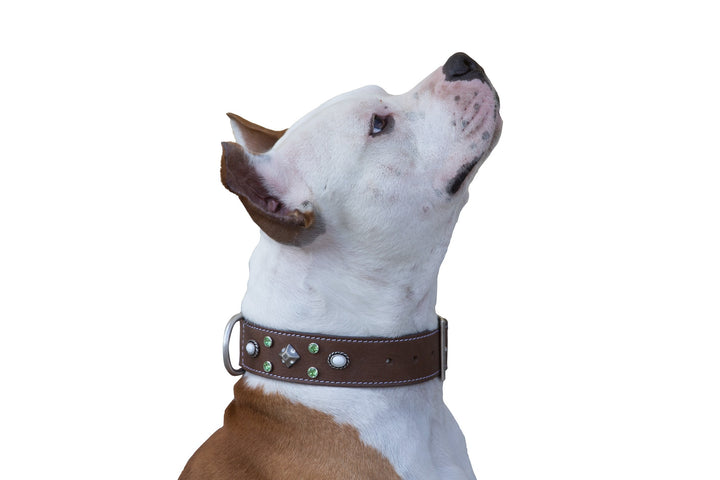 Da Vinci Maddalena Collar Black [:55cm X 4.0cm]
