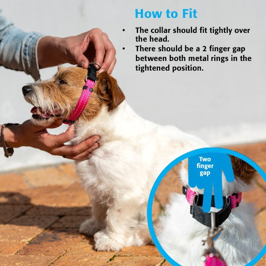 Rogz Dog Collar Control Web Black [:small]