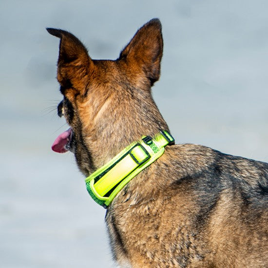 Rogz Dog Collar Classic Padded Black [:xxl]