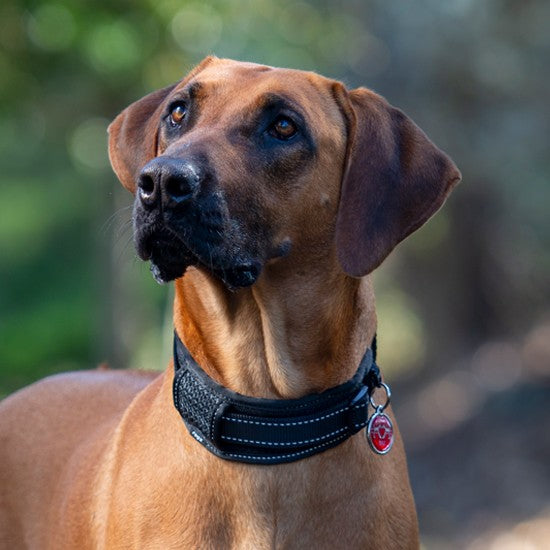 Rogz Dog Collar Classic Padded Black [:xxl]
