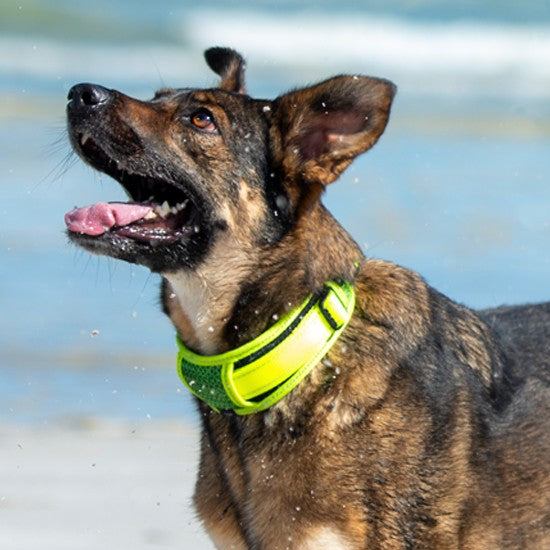 Rogz Dog Collar Classic Padded Black [:xxl]