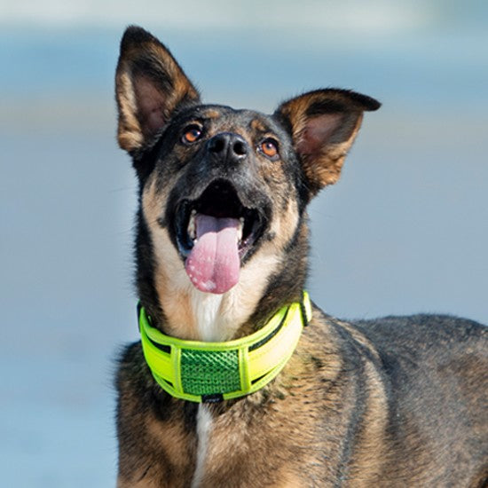 Rogz Dog Collar Classic Padded Black [:xxl]