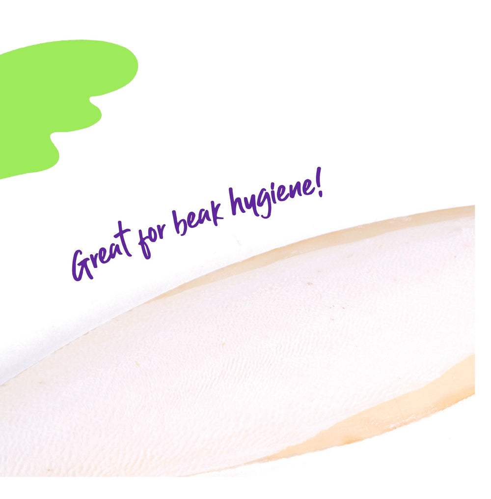 Bird Cuttlebone Natural 1 Pack Large 