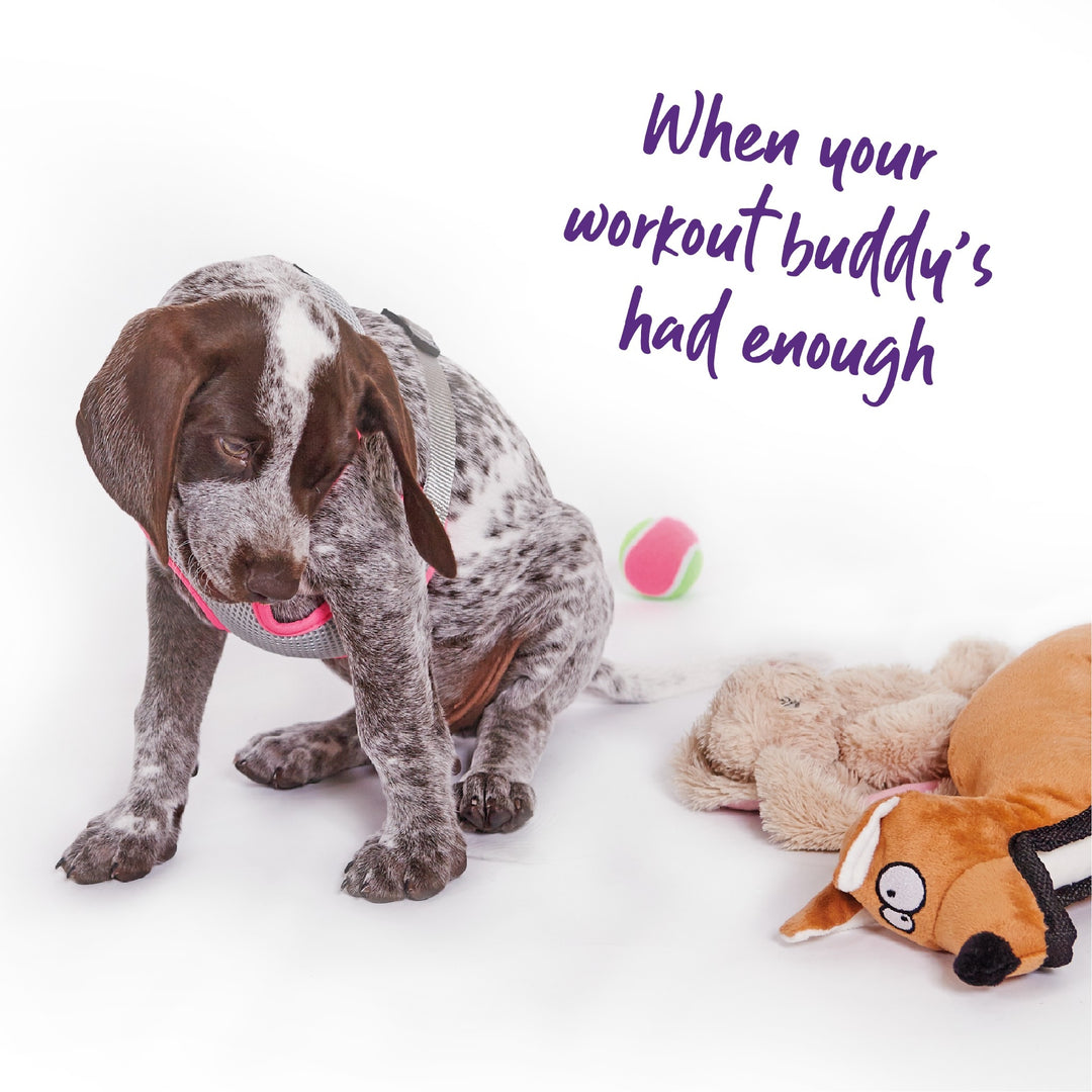 Kazoo Dog Toy Tough Kangaroo [:medium]