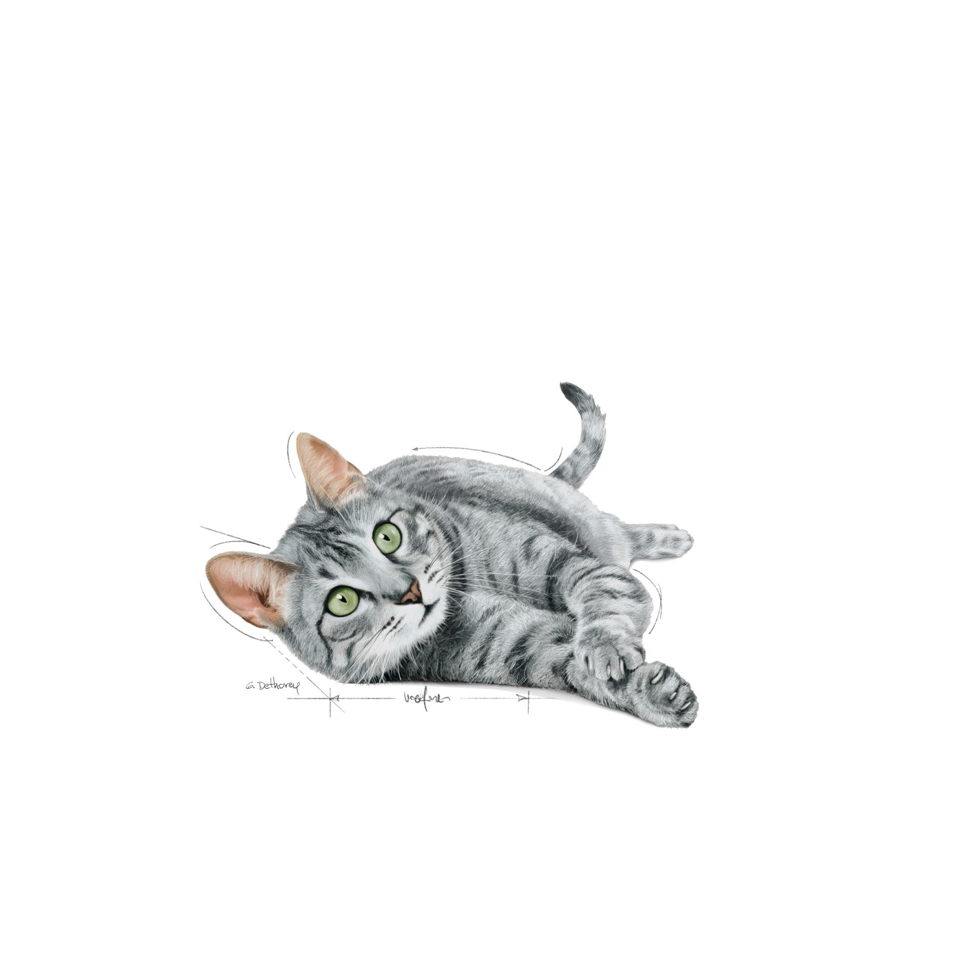 Royal Canin Cat Wet Indoor 7+ Gravy Box Of 12