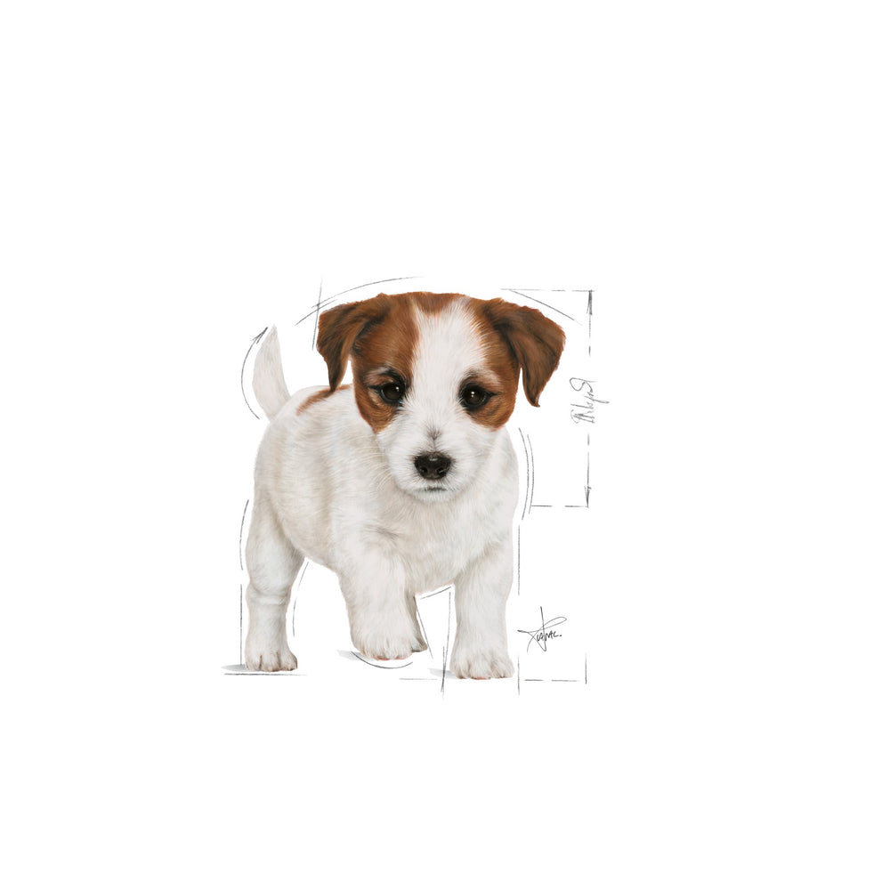 Royal Canin Dog Wet Mini Puppy 85gm Box Of 12