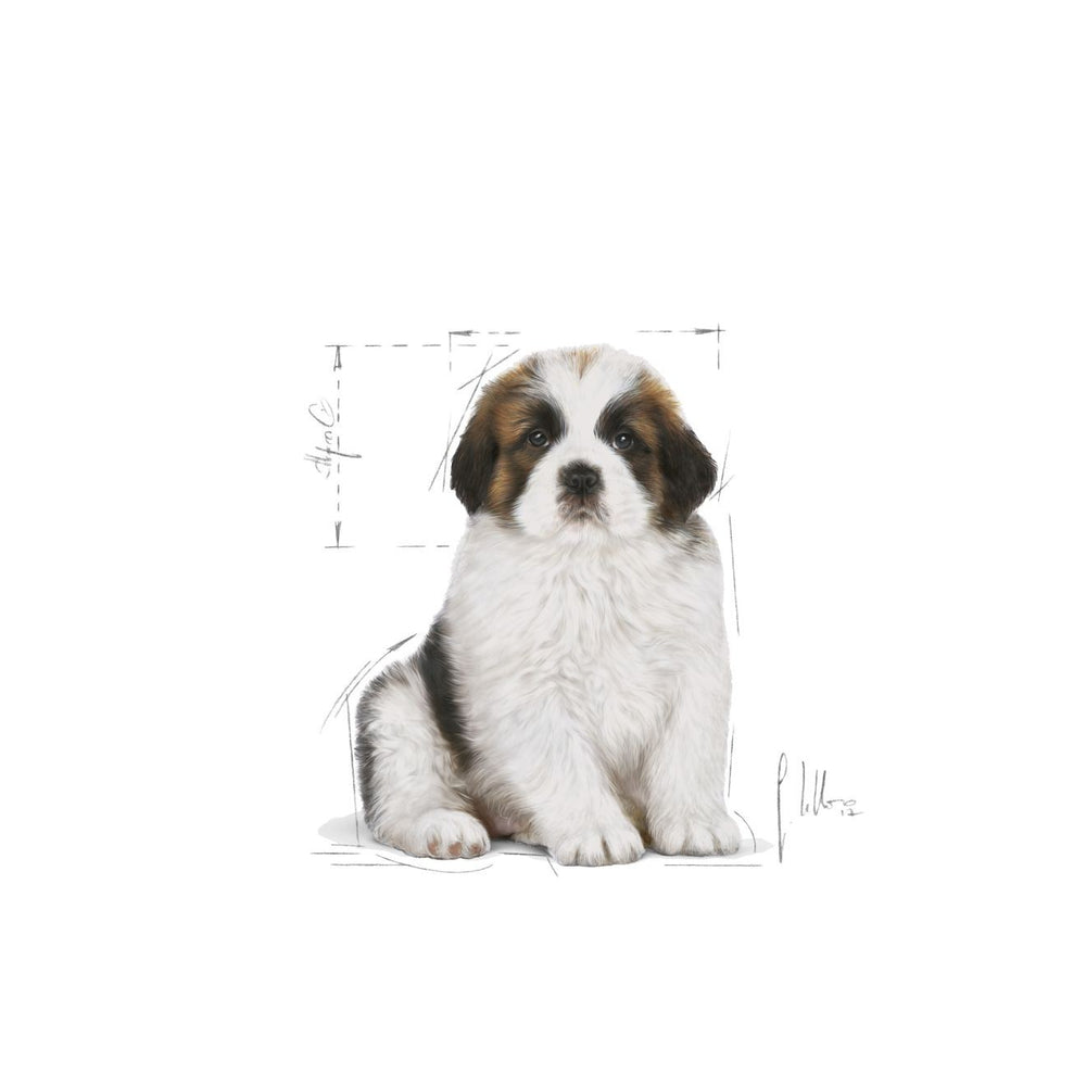 Royal Canin Dog Wet Maxi Puppy 140gm Box Of 10