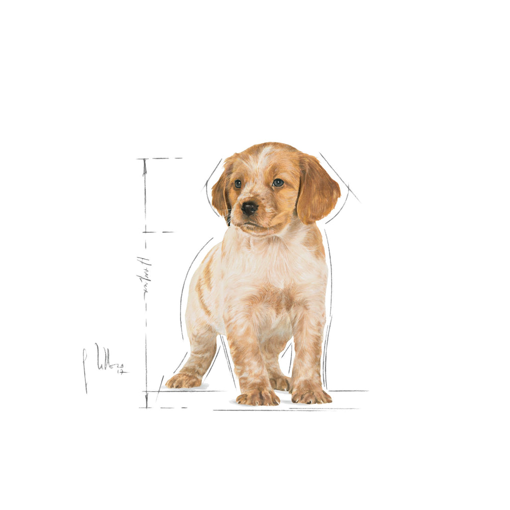 Royal Canin Dog Wet Medium Puppy 140gm Box Of 10