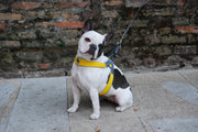 Coralpina Harness Cinquetorri Yellow [:6]