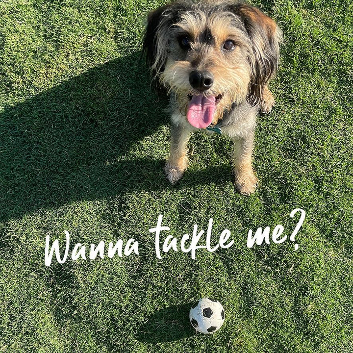 Kazoo Dog Toy Ball Sports Sponge Assorted [:small]