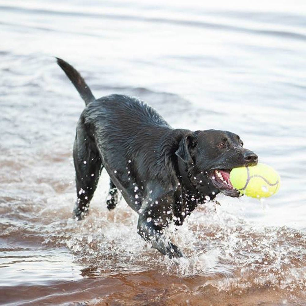 Kong Dog Toy Airdog Squeak Football [:small]
