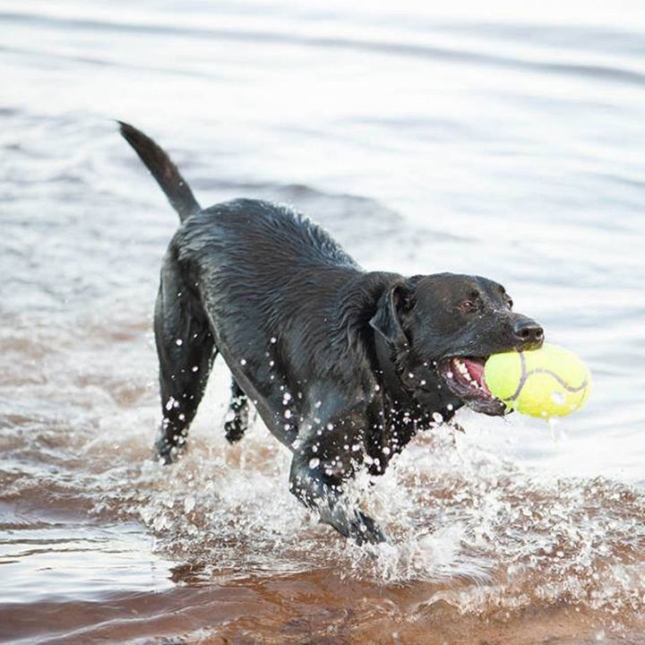 Kong Dog Toy Airdog Squeak Football [:small]