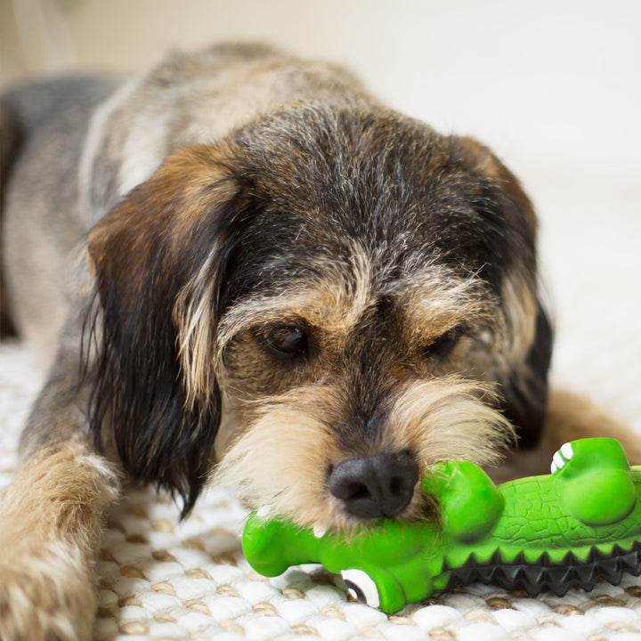 Kazoo Dog Toy Latex Crocodile [:small]
