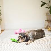 Kazoo Dog Toy Latex Crocodile [:small]