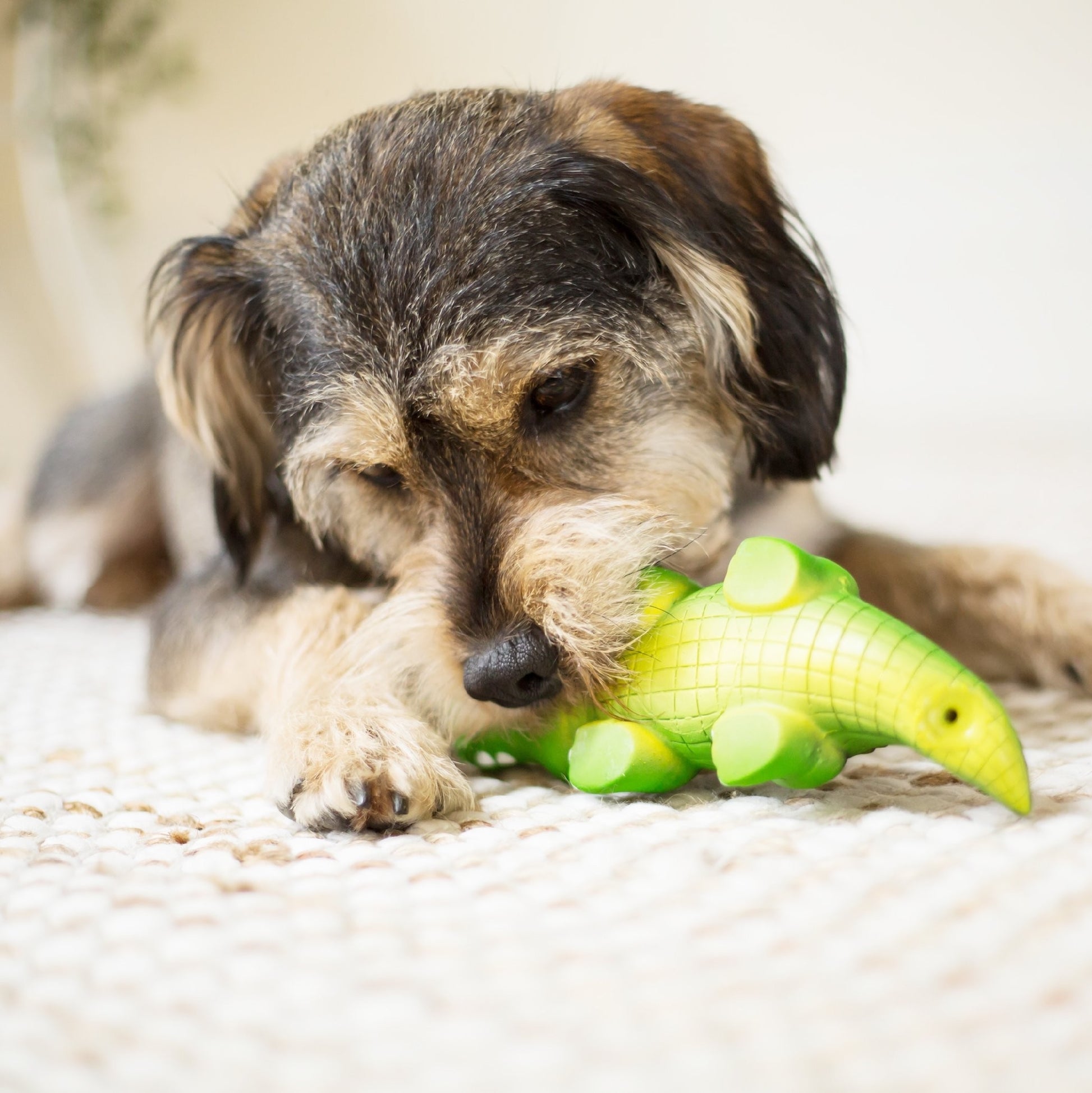 Kazoo Dog Toy Latex Crocodile [:small]