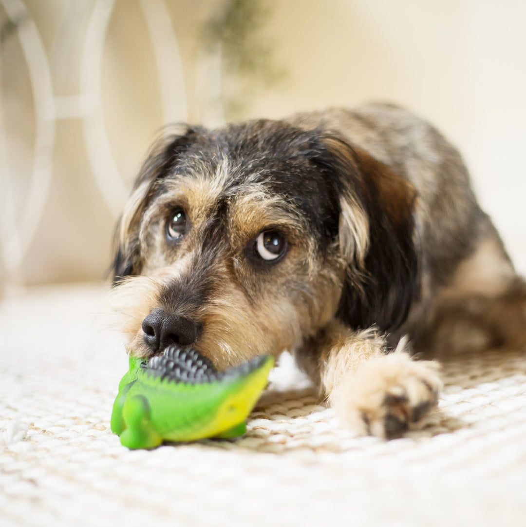 Kazoo Dog Toy Latex Crocodile [:small]
