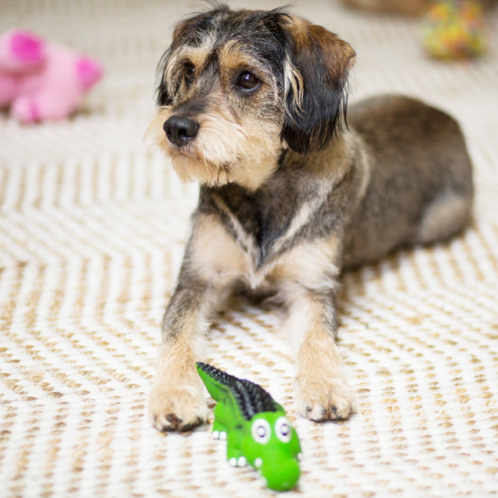 Kazoo Dog Toy Latex Crocodile [:small]