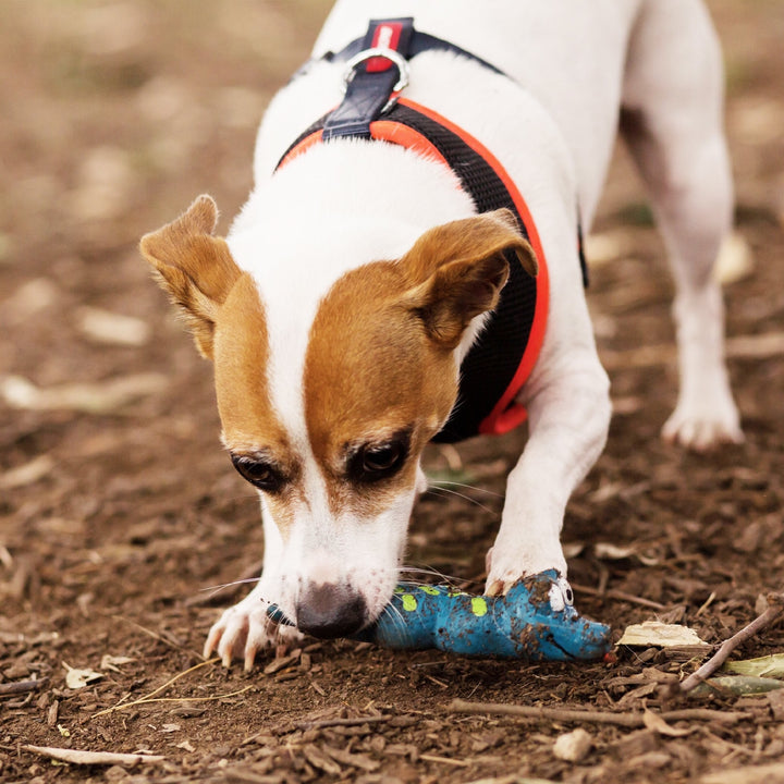 Kazoo Dog Toy Latex Snake [:small]